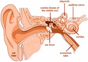 Freedom Scope - The Ear